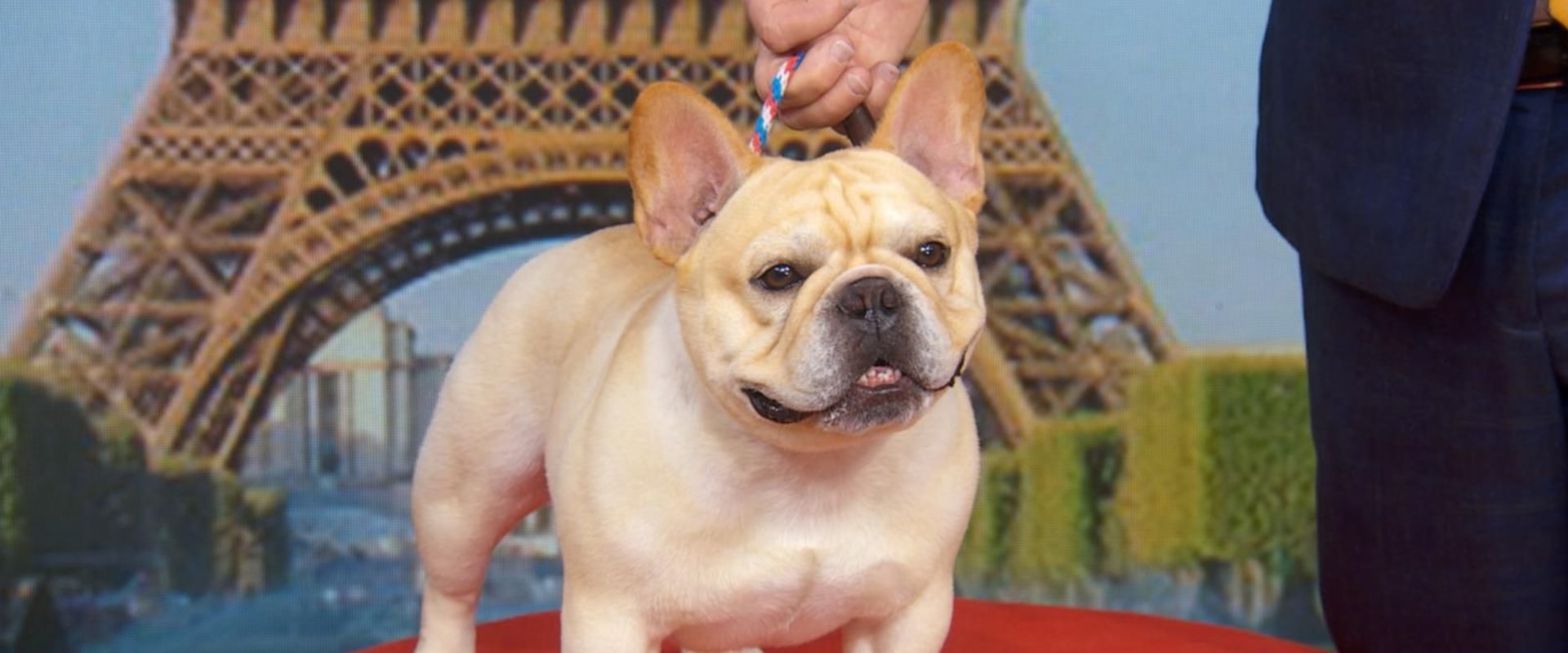 What is the Most Sold Dog Breed?