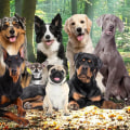 The Most Famous Dogs in History