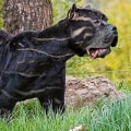 The 10 Rarest Dog Breeds in the World