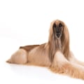 The Most Family-Friendly Dog Breeds