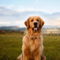What is the Most Popular Dog Name?