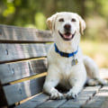 What is the #1 Best Dog Breed?