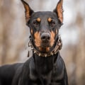 What is the most aggressive dog?