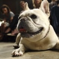 French Bulldogs Overtake Labradors: America's New Favorite Dog Breed and What It Means for Senior Owners