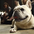 What is the Number 1 Dog to Get?