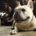 The French Bulldog is the New Number One Dog in America