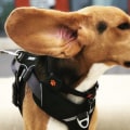 What is the #1 Nicest Dog Breed?