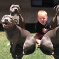 The 18 Friendliest Dog Breeds: Find the Perfect Pet for Your Home