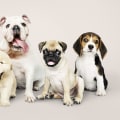 Top 10 Dog Breeds: A Comprehensive Guide