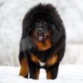 What is the Most Expensive Dog Breed in the World?