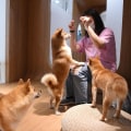 What is the Most Expensive Dog Breed in the World?