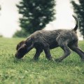Can Dogs Reproduce Without a Breed?