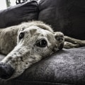 Managing Joint Disease in Purebred Dogs with Natural Remedies and Orthopedic Beds