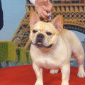 What is the AKC Top Dog in 2023?