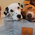 Orthopedic Dog Beds Have Several Important Health Benefits For Your Pets