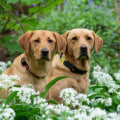 The 20 Friendliest Dog Breeds: Find the Perfect Pet for Your Family