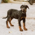 Do All Dog Breeds Have the Ability to Breed?