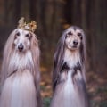 The Most Expensive Dog Breeds: What You Need to Know