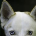 What is the Most Popular Dog Breed in the US?