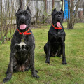 What is the #1 Protective Dog Breed?