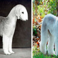 The 10 Rarest Dog Breeds in the World