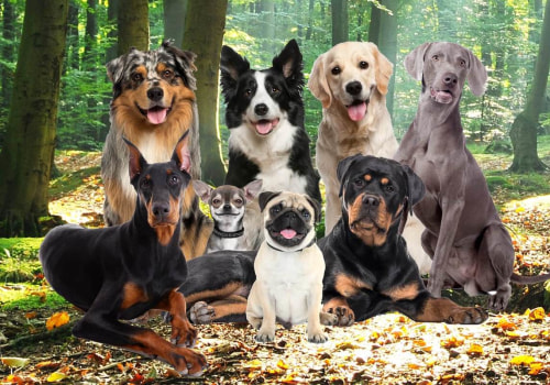 The Most Famous Dogs in History