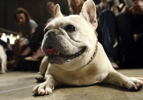 What is the #1 Dog Breed in 2023?