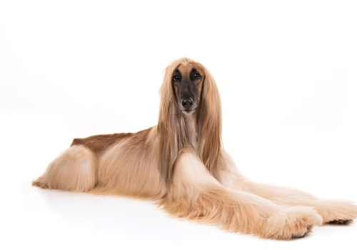The Most Family-Friendly Dog Breeds