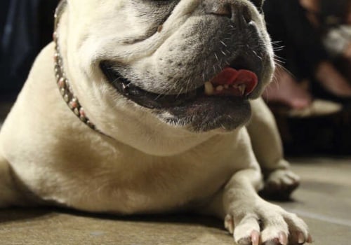 The 15 Best House Pets: From Charming Chihuahuas to Peaceful Newfoundlands