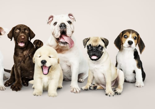 The Best Dog Breeds for Families: A Comprehensive Guide