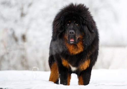 What is the Most Expensive Dog Breed?