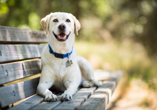 What is the #1 Best Dog Breed?