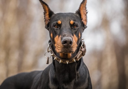 What is the most aggressive dog?