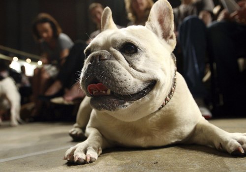 French Bulldogs Overtake Labradors: America's New Favorite Dog Breed and What It Means for Senior Owners