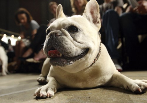 The French Bulldog is the New Number One Dog in America