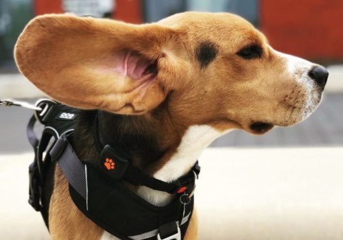 What is the #1 Nicest Dog Breed?