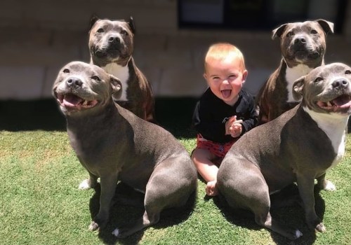 The 18 Friendliest Dog Breeds: Find the Perfect Pet for Your Home