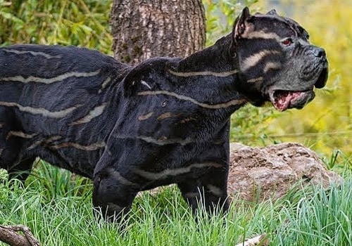 What is the Rarest Dog Breed?