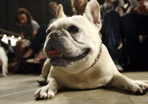 French Bulldog is the #1 Dog Breed in the US