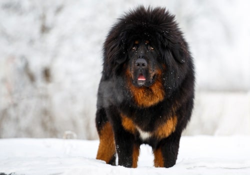 What is the Most Expensive Dog Breed in the World?