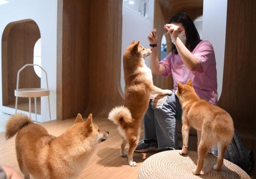 What is the Most Expensive Dog Breed in the World?