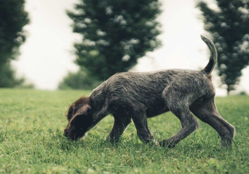 Can Dogs Reproduce Without a Breed?