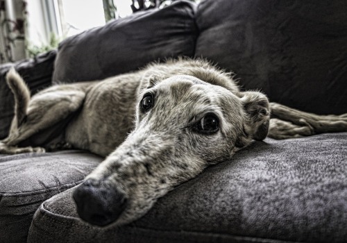 Managing Joint Disease in Purebred Dogs with Natural Remedies and Orthopedic Beds