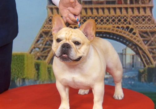 What is the AKC Top Dog in 2023?