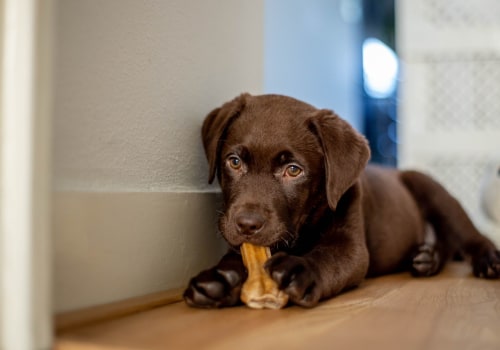 15 Dog Breeds That Love Strangers