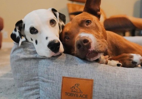 Orthopedic Dog Beds Have Several Important Health Benefits For Your Pets