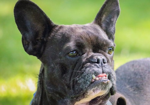 What Dogs Can't Breed Naturally?