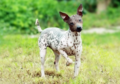 What dog has no breed?