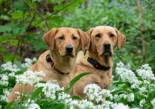 The 20 Friendliest Dog Breeds: Find the Perfect Pet for Your Family