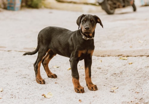 Do All Dog Breeds Have the Ability to Breed?